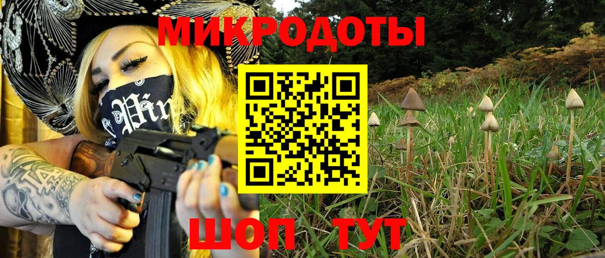 Псилоцибиновые грибы Psilocybe Кашира